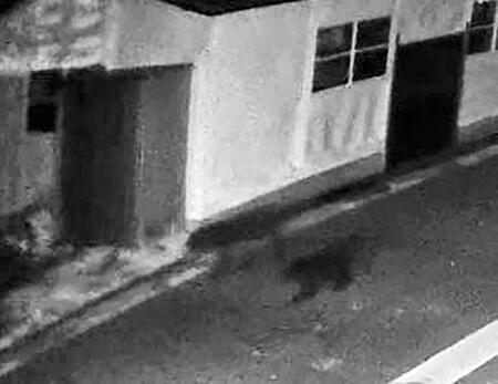 　防犯カメラに写った２頭のクマとみられる動物（中央）＝福井県勝山市（まつぶんこども園提供）