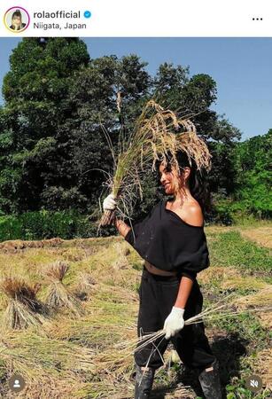 米を収穫するローラのインスタグラム＠ｒｏｌａｏｆｆｉｃｉａｌより