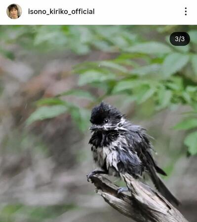 　自身が撮影したヒガラ。磯野貴理子のインスタグラム＠ｉｓｏｎｏ＿ｋｉｒｉｋｏ＿ｏｆｆｉｃｉａｌより