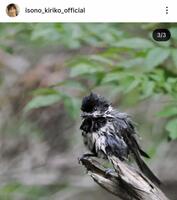 　自身が撮影したヒガラ。磯野貴理子のインスタグラム＠ｉｓｏｎｏ＿ｋｉｒｉｋｏ＿ｏｆｆｉｃｉａｌより