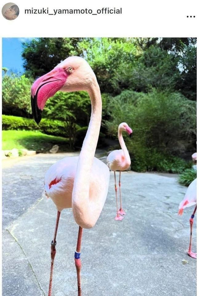 　山本美月のインスタグラム＠ｍｉｚｕｋｉ＿ｙａｍａｍｏｔｏ＿ｏｆｆｉｃｉａｌから