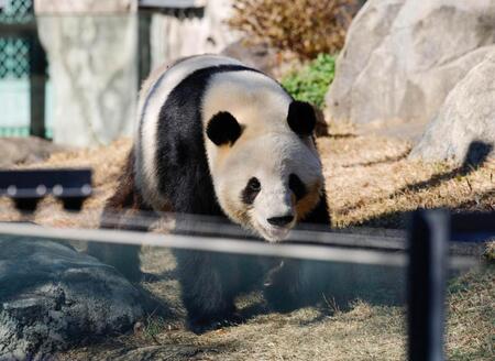 　報道陣に公開された双子のジャイアントパンダ、雄シャオシャオ＝16日午前