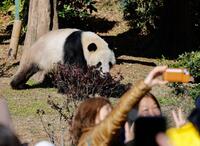 　中国への返還発表後、初の開園日を迎えた双子のジャイアントパンダ、雄シャオシャオ＝16日午前