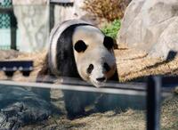 　報道陣に公開された双子のジャイアントパンダ、雄シャオシャオ＝16日午前