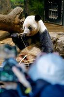 　報道陣に公開された双子のジャイアントパンダ、雌レイレイ＝16日午前