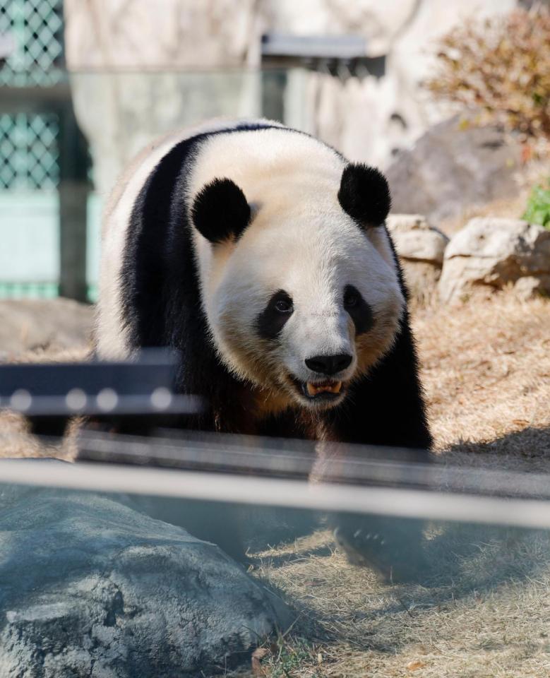 　報道陣に公開された双子のジャイアントパンダ、雄シャオシャオ＝16日午前