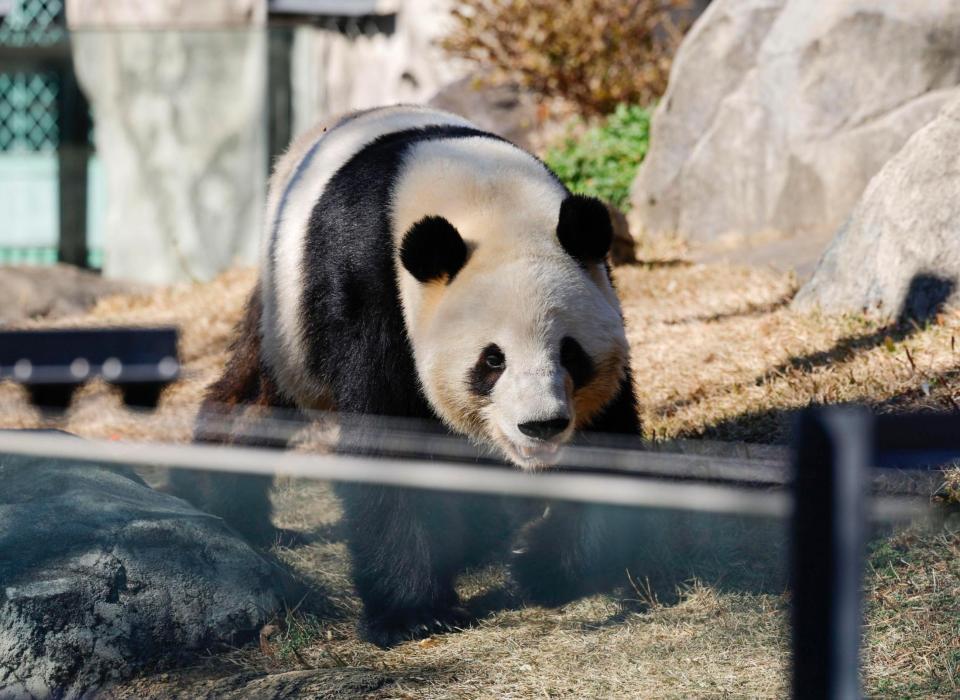 　報道陣に公開された双子のジャイアントパンダ、雄シャオシャオ＝16日午前