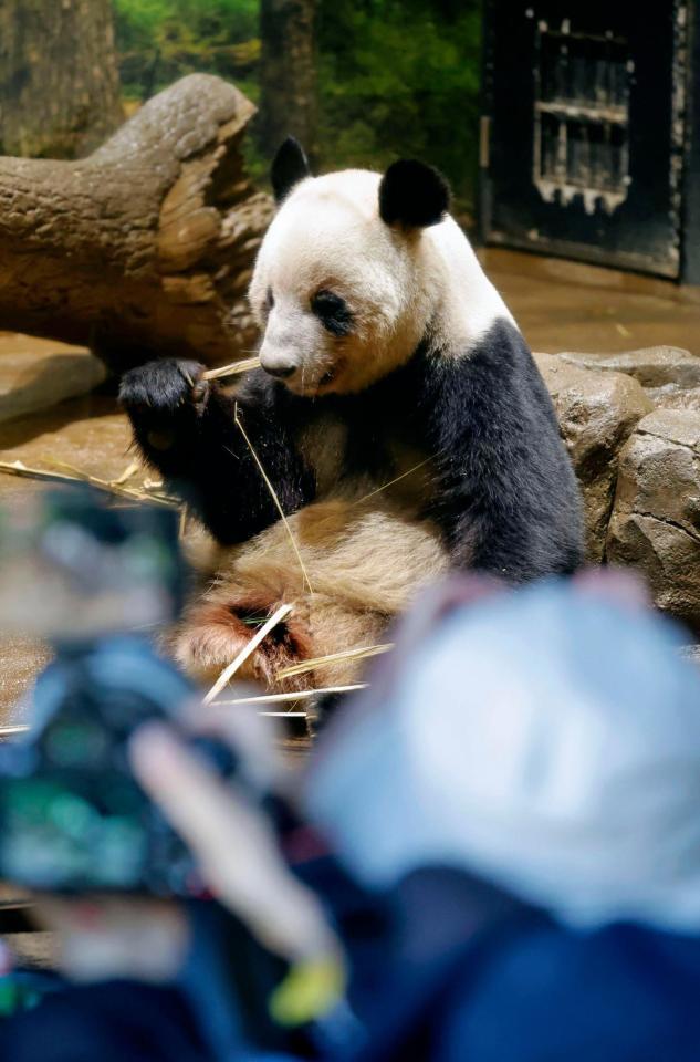 　報道陣に公開された双子のジャイアントパンダ、雌レイレイ＝16日午前