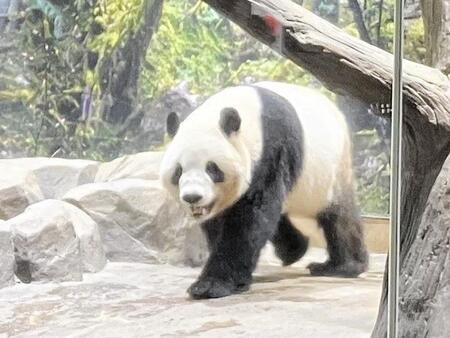 　上野動物園にいたシャオシャオ