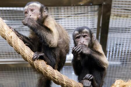 ぬいぐるみが親代わり　大人気のサル・パンチの引きずられ動画が拡散　※写真はイメージです（Venera／stock.adobe.com）