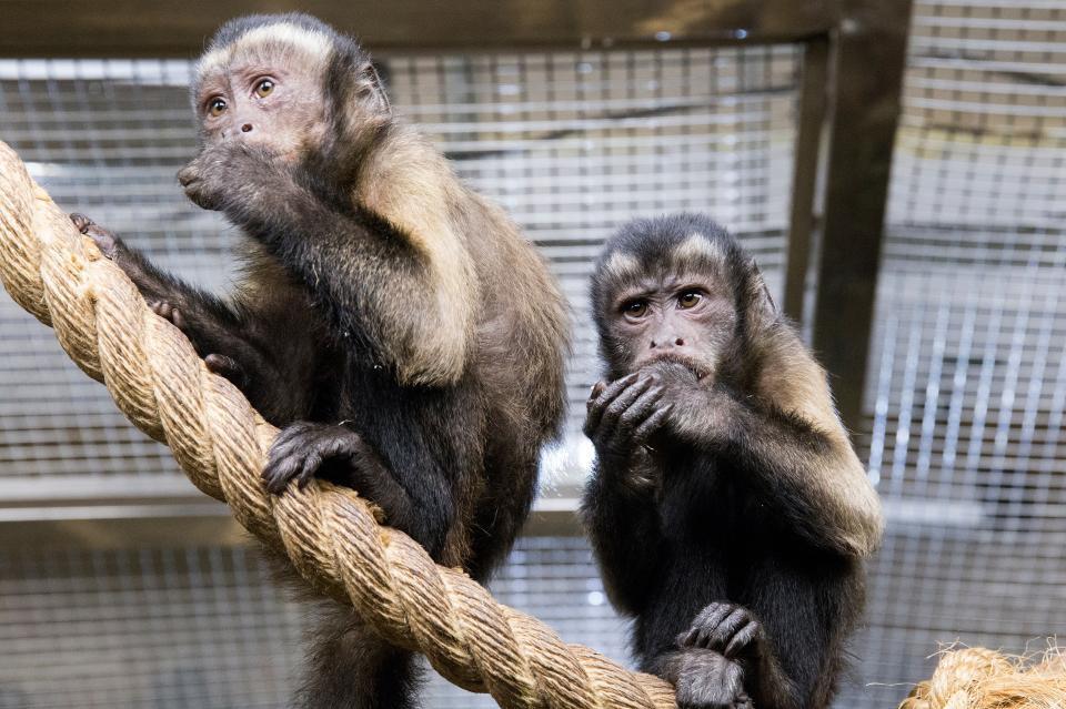 ぬいぐるみが親代わり　大人気のサル・パンチの引きずられ動画が拡散　※写真はイメージです（Venera／stock.adobe.com）