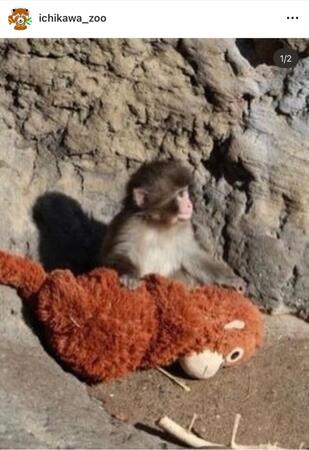 市川市動植物園のインスタグラム（＠ｉｃｈｉｋａｗａ＿ｚｏｏ）より