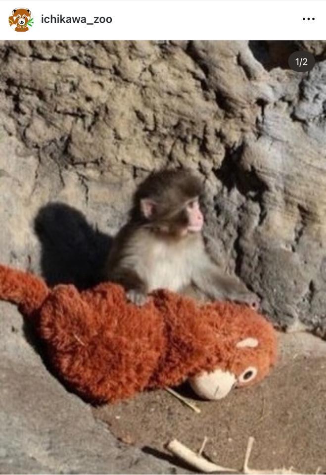市川市動植物園のインスタグラム（＠ｉｃｈｉｋａｗａ＿ｚｏｏ）より