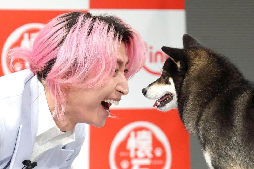ＣＭで共演した柴犬と見つめ合う佐久間大介（撮影・西岡正）