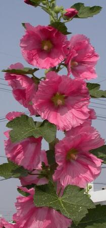 タチアオイの花