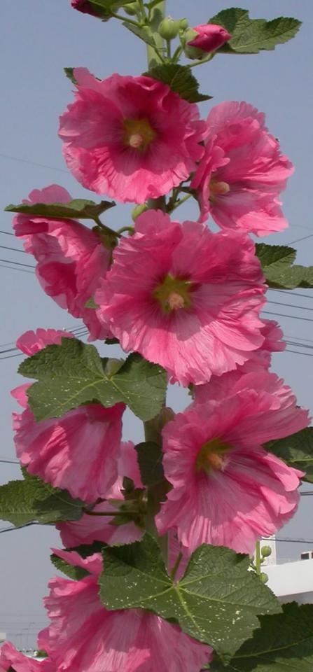 タチアオイの花