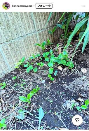 丸山桂里奈のインスタグラム＠ｋａｒｉｎａｍａｒｕｙａｍａより