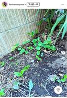 丸山桂里奈のインスタグラム＠ｋａｒｉｎａｍａｒｕｙａｍａより