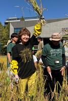 東農大の稲刈り式に参加した小林幸子