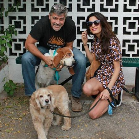 捨てられていた犬の里親になったジョージとアマル・クルーニー夫妻