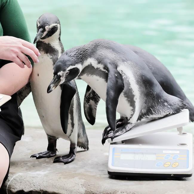 すし店に隠れていたペンギンが警察に保護された！？