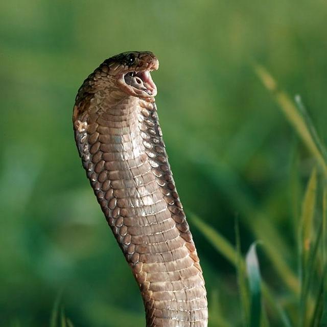 ヘビ２０匹放し飼いの男が罪に問われる　体長３メートルのニシキヘビも