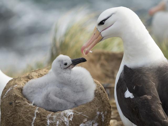 世界最高齢70歳の鳥、卵がふ化/海外スターバックナンバー/芸能