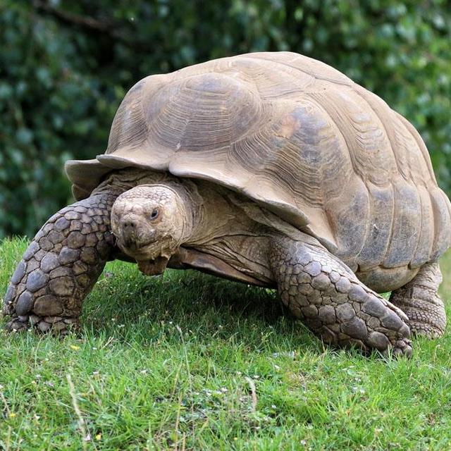 １９０歳のカメ　世界最高齢の陸上生物に