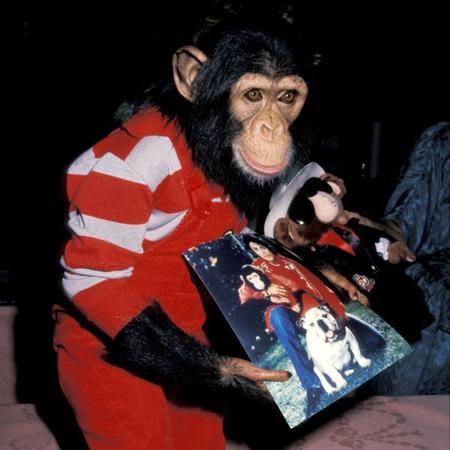 　マイケル・ジャクソンさんのチンパンジー、バブルス君