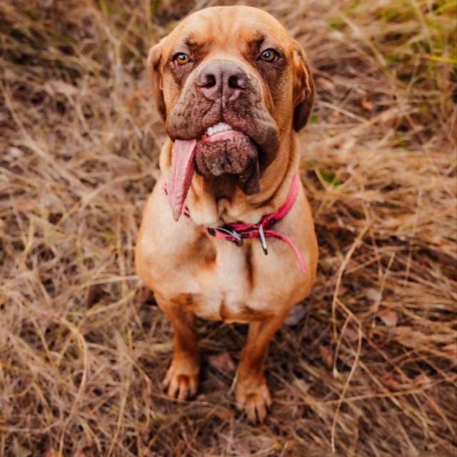 世界で最も長い舌を持つ犬に認定されたオジー