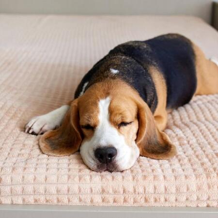 犬や猫も夢を見る!?