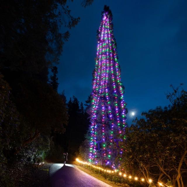 ギネスに記録されたクリスマスツリー