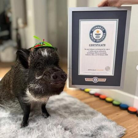 ギネス世界記録に認定されたミニブタ