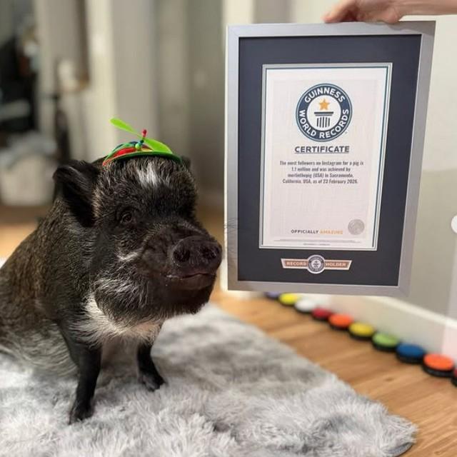 ギネス世界記録に認定されたミニブタ