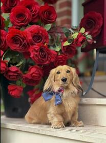 デイリー・メールのサイトより