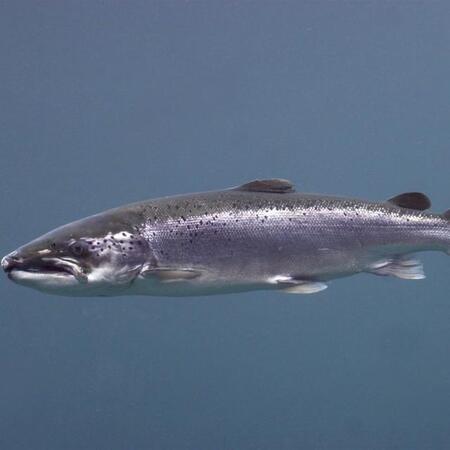 サケ※画像はイメージ