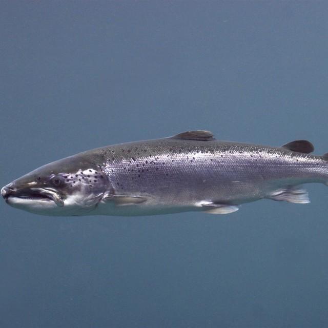 サケ※画像はイメージ