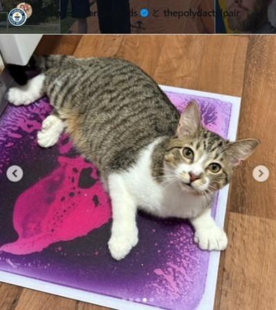 ギネス記録のインスタグラム＠guinnessworldrecordsより