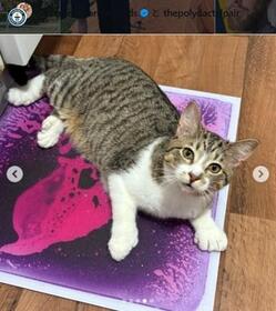 ギネス記録のインスタグラム＠guinnessworldrecordsより