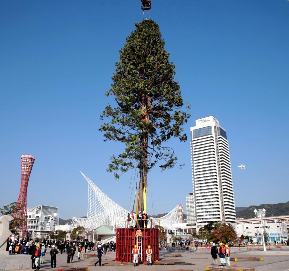 メリケンパークに出現した世界最大のクリスマスツリー＝神戸市中央区（撮影・坂部計介）