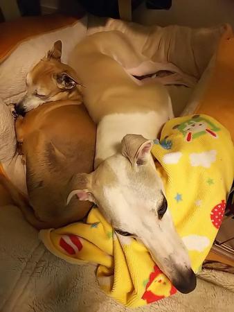 犬用ベッドで眠るチチとテラ