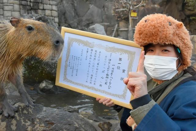 カピバラ熱い長風呂対決　「うちは元祖」伊豆が７年ぶり奪冠