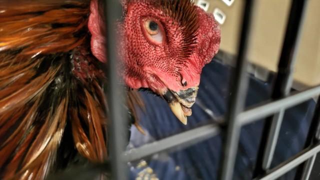 くちばしが異常な状態で切られた軍鶏（画像提供・アニマルライツセンター）