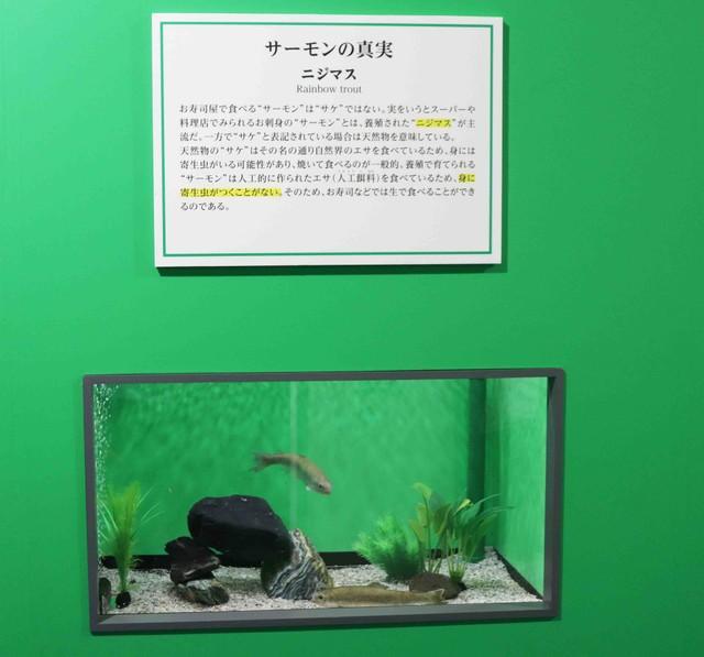 「サーモンの真実」と題して生体展示されるニジマス