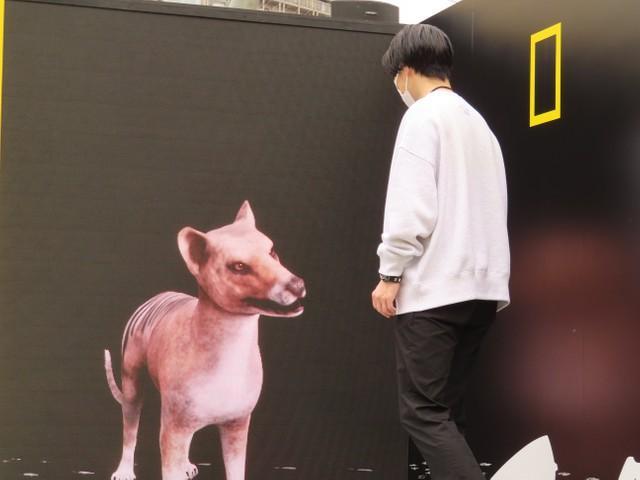 スタッフを見つめるフクロオオカミ