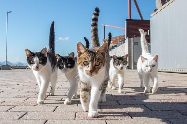 愛らしくもたくましい猫たち 「山本正義 写真展 奈良(ニャら)でひとやすみ」が開催/サブカル系/芸能/デイリースポーツ online