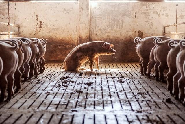 画像はイメージです（dusanpetkovic1／stock.adobe.com）