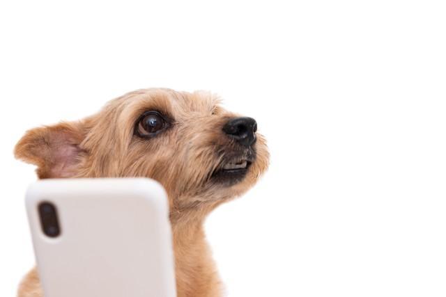 犬が人間と話せる時代が到来 人間の赤ちゃんと同じ速度で100の言葉を学習可能 Aiの開発も進む サブカル系 芸能 デイリースポーツ Online