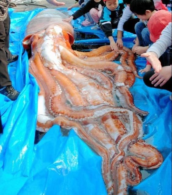 イカは 地球外生命体 なのか カメラ眼 構文を理解 など諸説あり 先入観捨てた仮説を紹介 サブカル系 芸能 デイリースポーツ Online