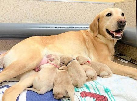 子犬に授乳させる母犬（写真はイメージ）